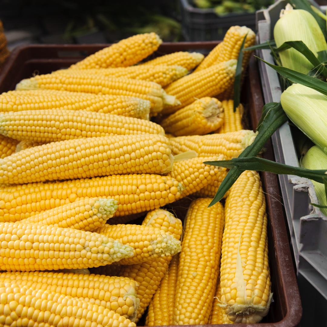 Ekologisk Sockermajs - Damaun