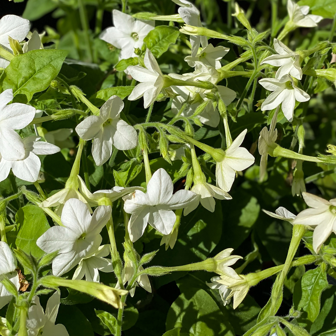 Blomstertobak - White Bedder