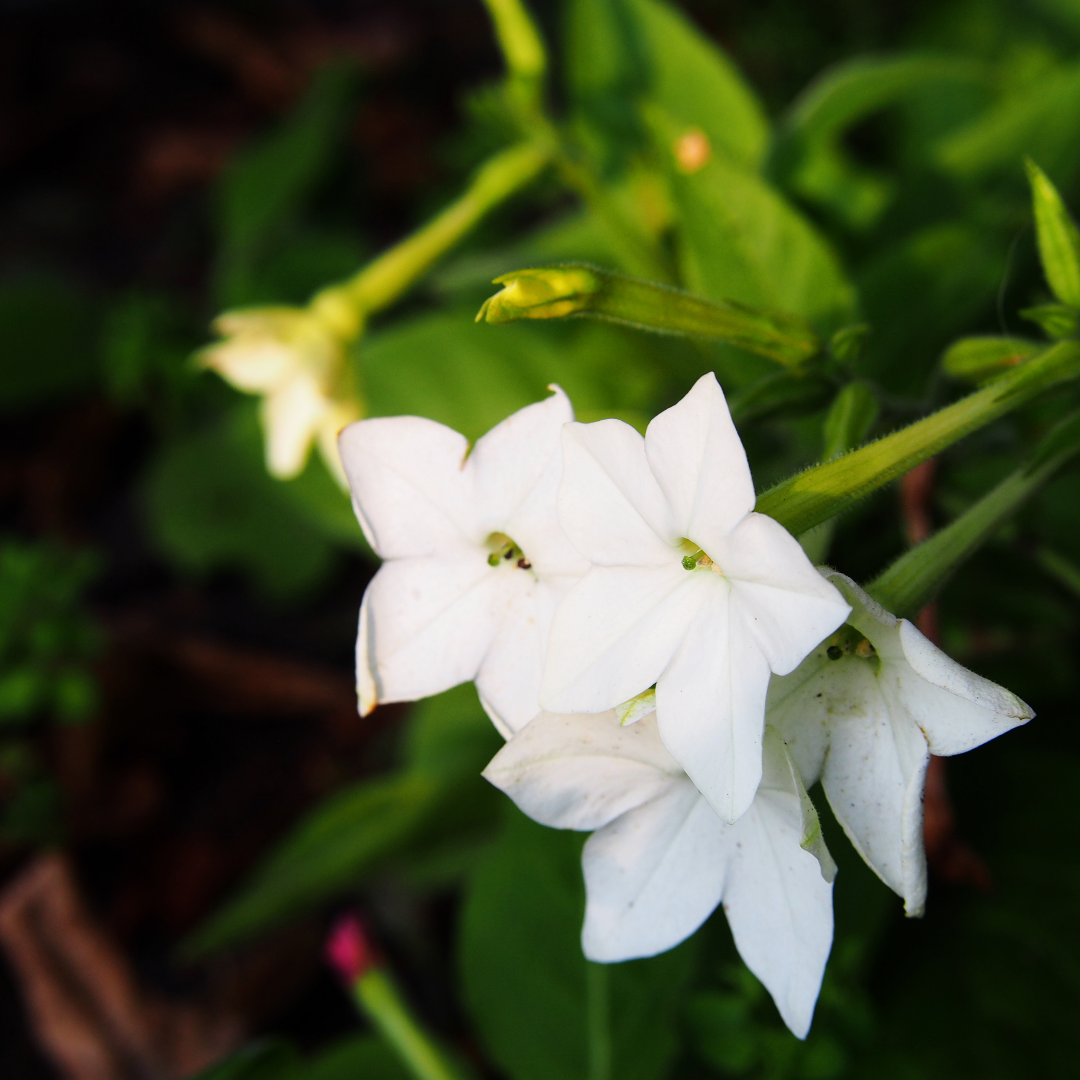 Blomstertobak - White Bedder