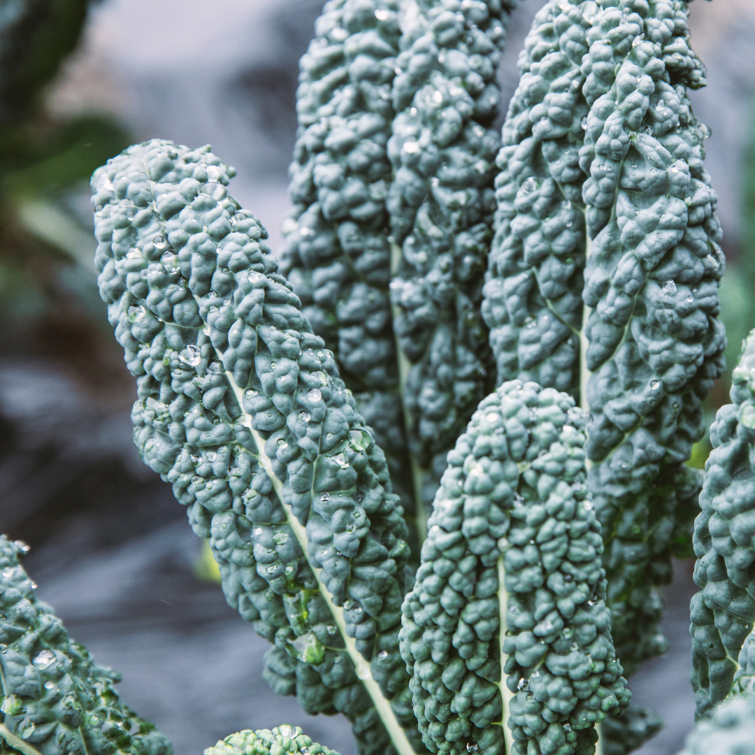 Ekologisk Palmkål - Nero di Toscana - Kultursort