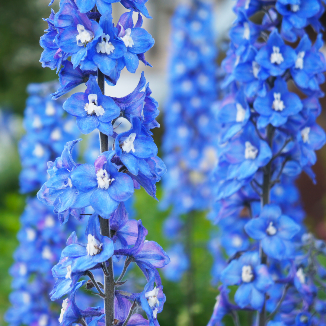 Riddarsporre - Summer Skies