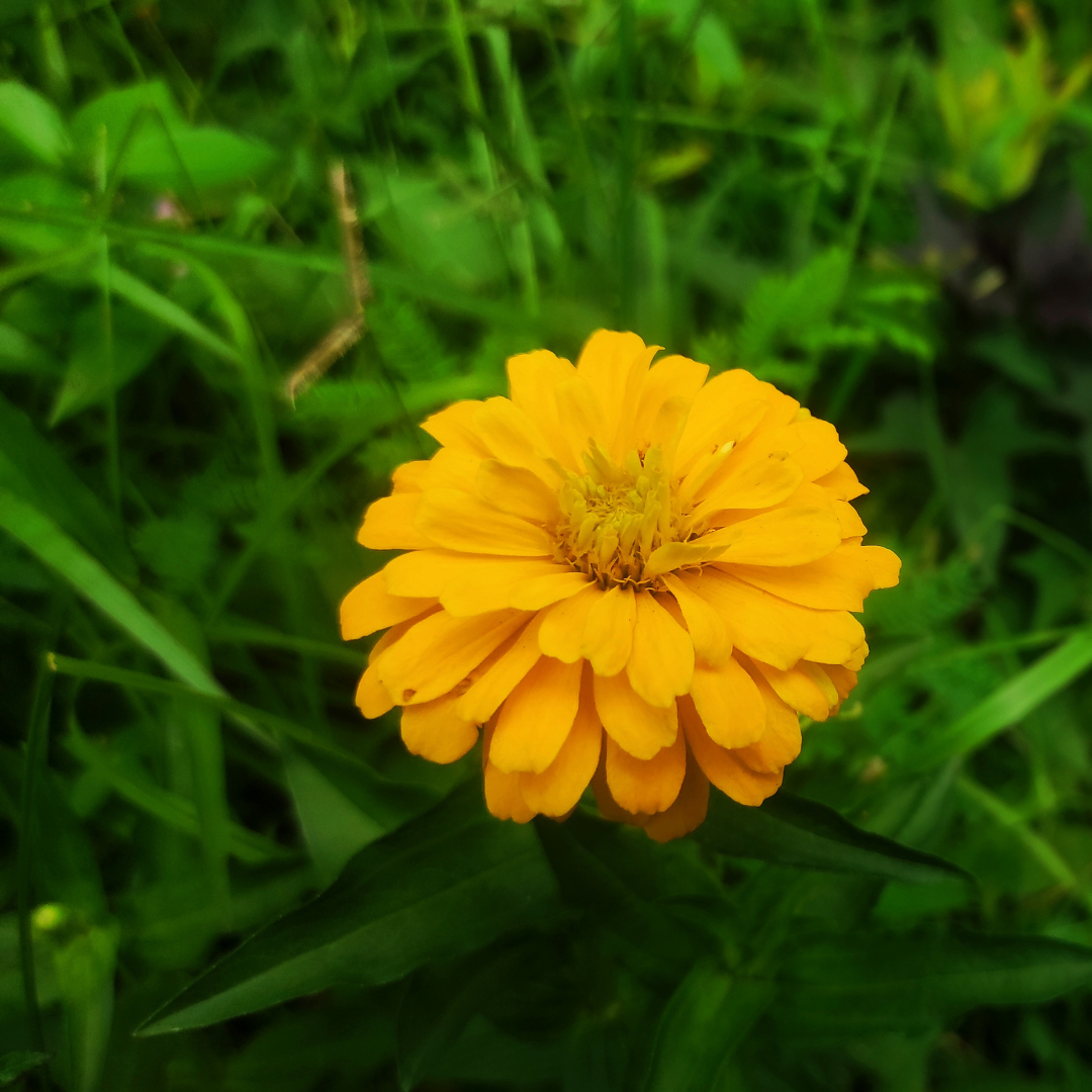 Zinnia - Pumila Bordeaux Gold