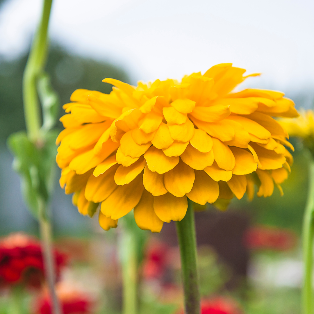 Zinnia - Pumila Bordeaux Gold
