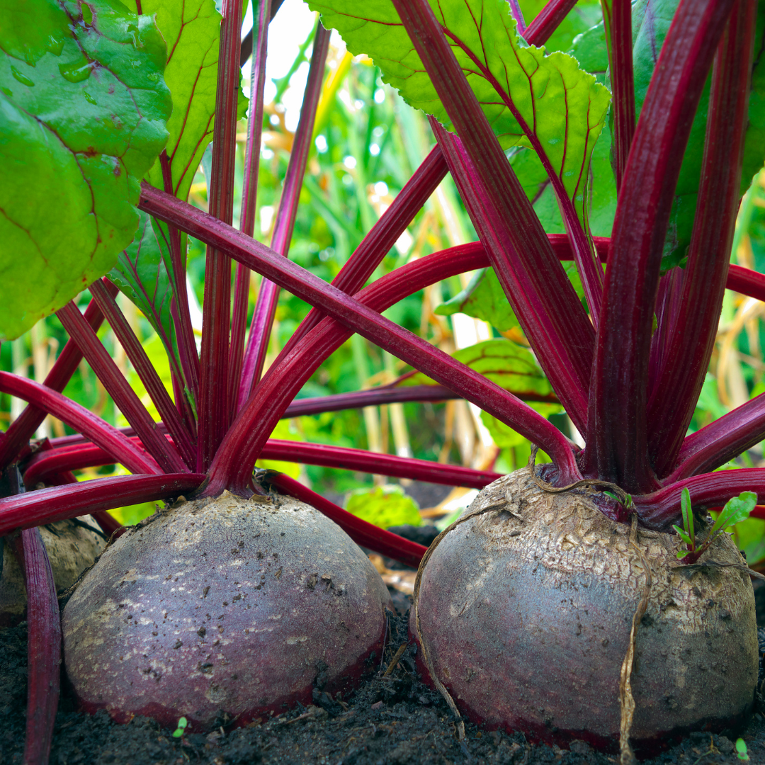 Rödbeta - D'Egypte - Kultursort