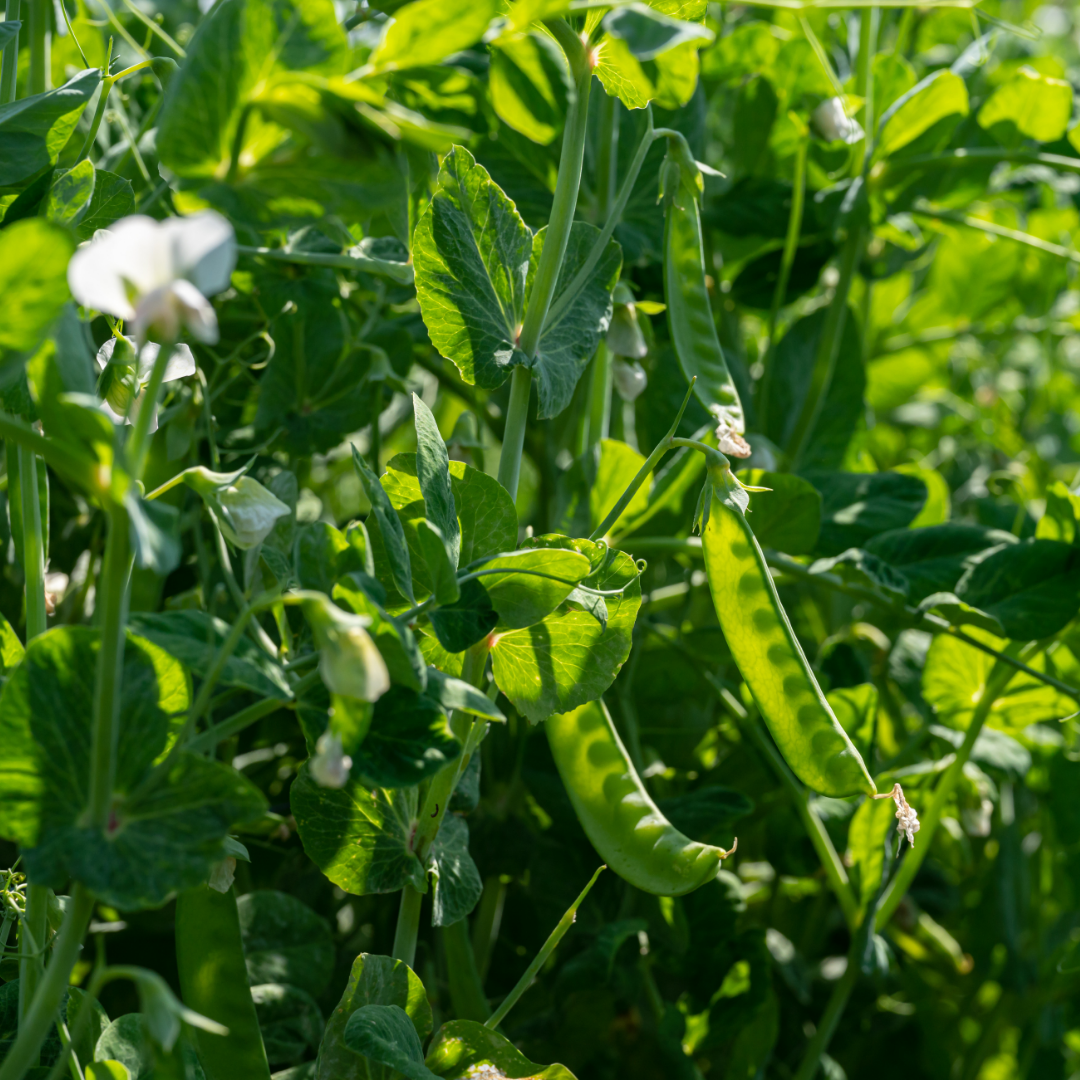 Sockerärt - Noorman