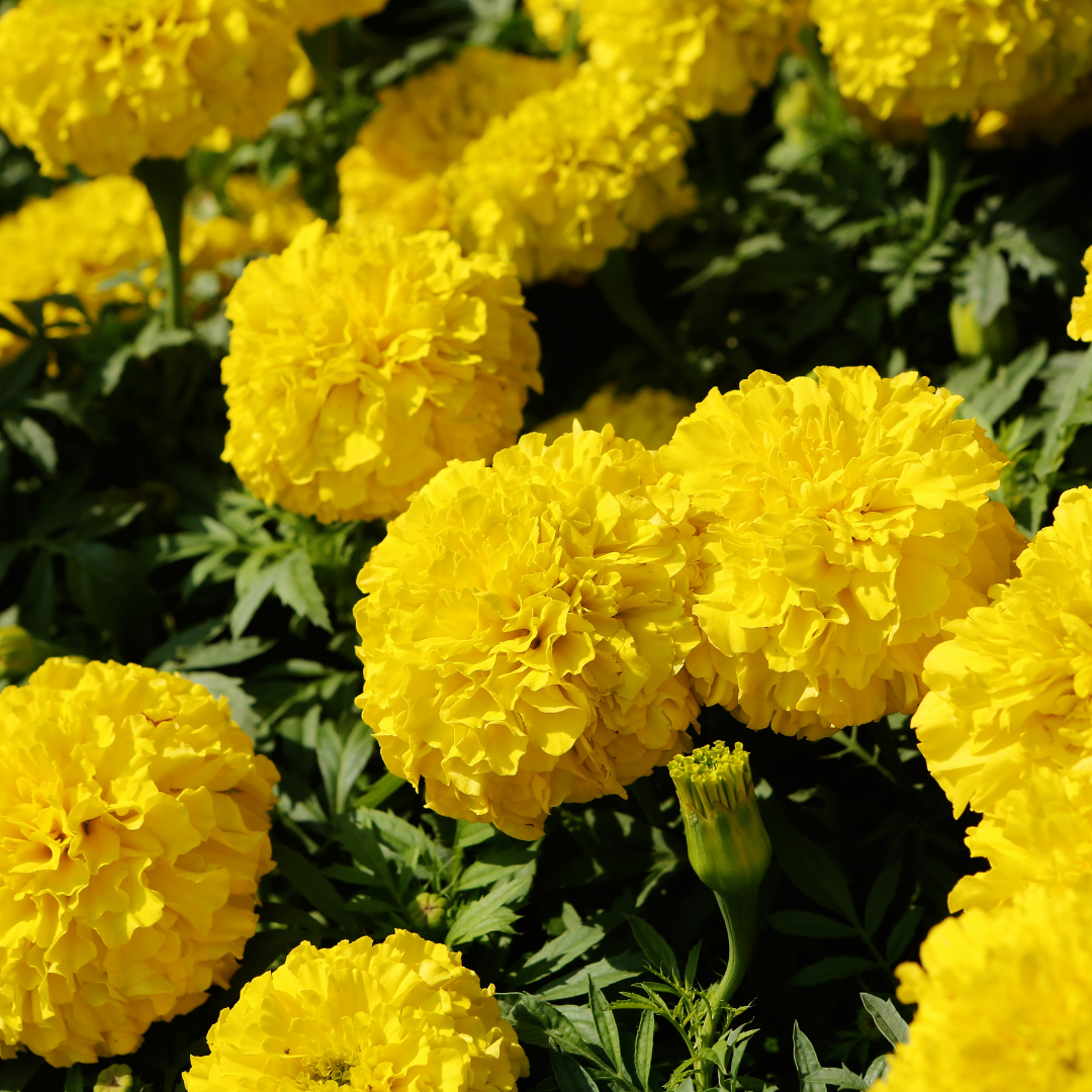 Stor Tagetes - Mary Helen