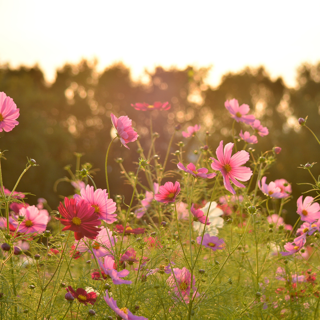 Rosenskära - Sensation Mix