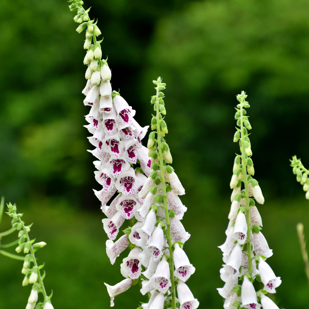 Fingerblomma - Elsie Kelsey