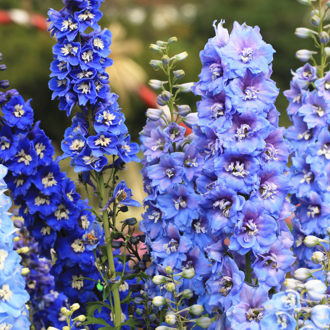 Riddarsporre - Blue Bell