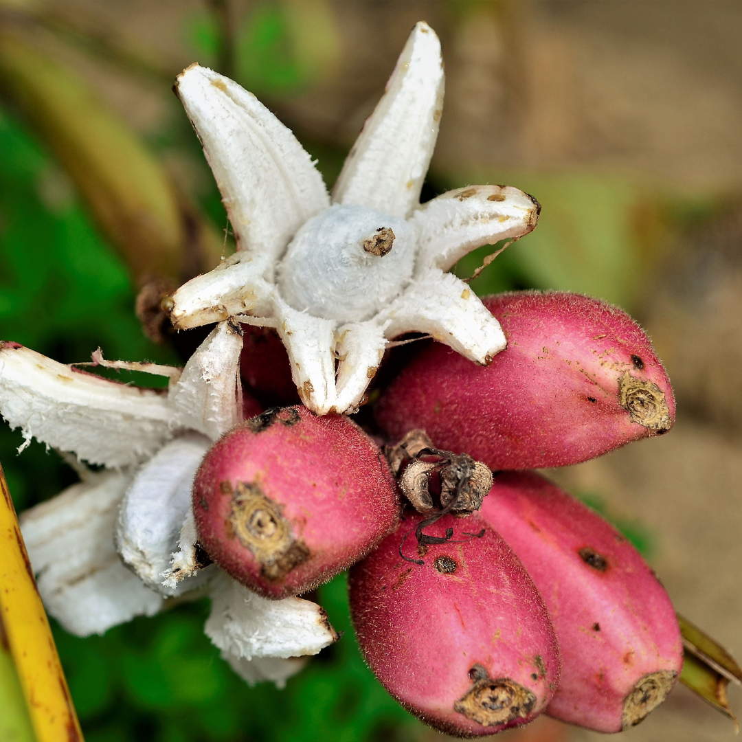Sammetsbanan - Rosa Banan 