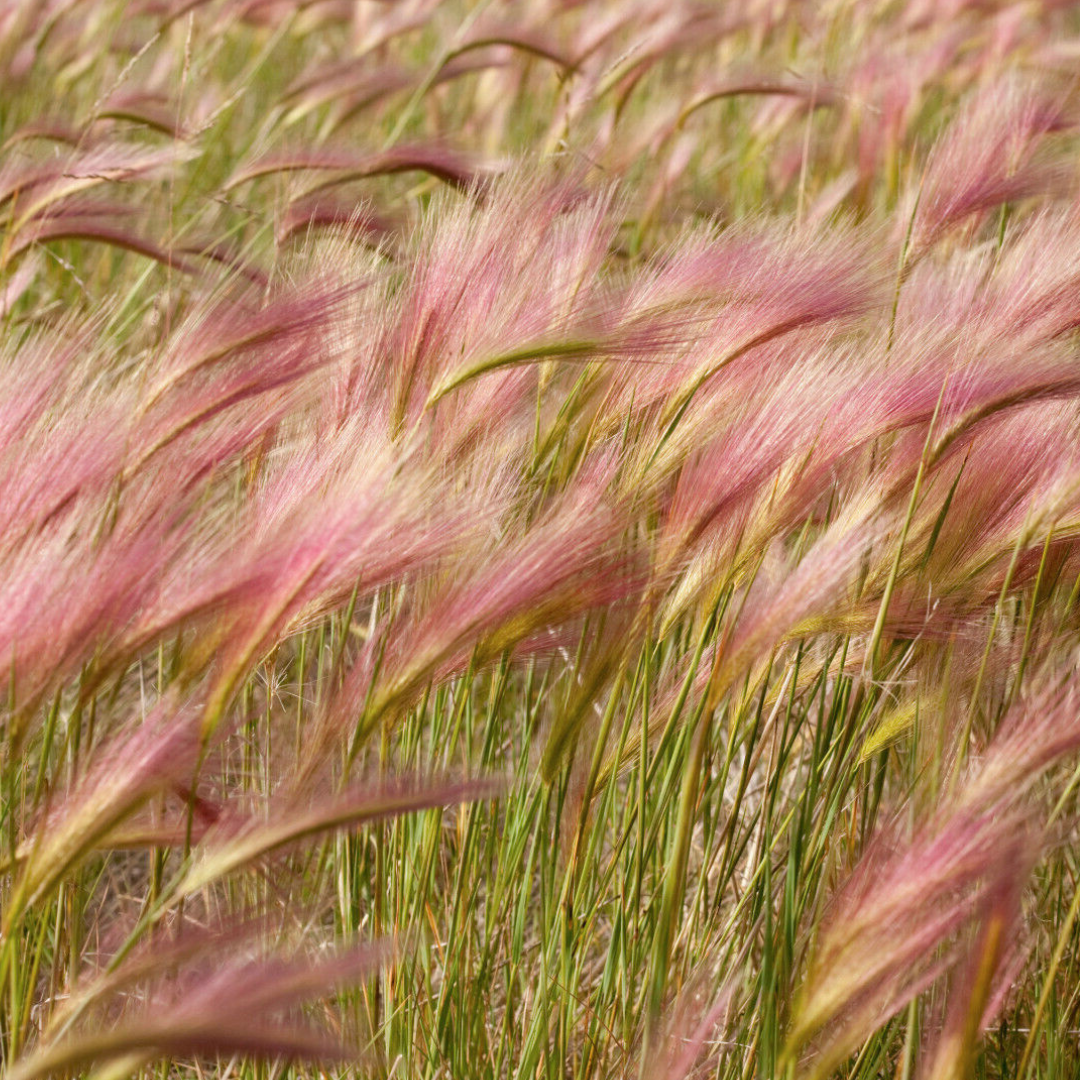 Rosa Prydnadsgräs - Ekorrkorn