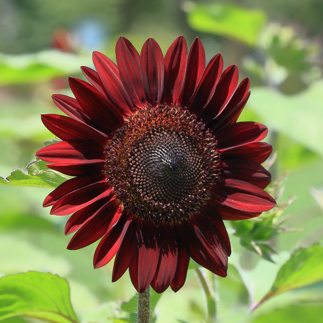 Röd Solros - Crimson Queen - Kultursort