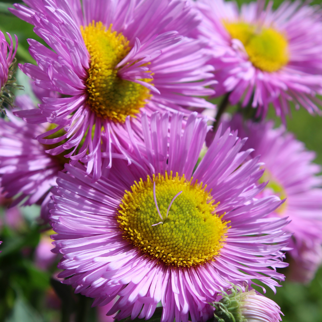 Praktbinka - Pink Jewel