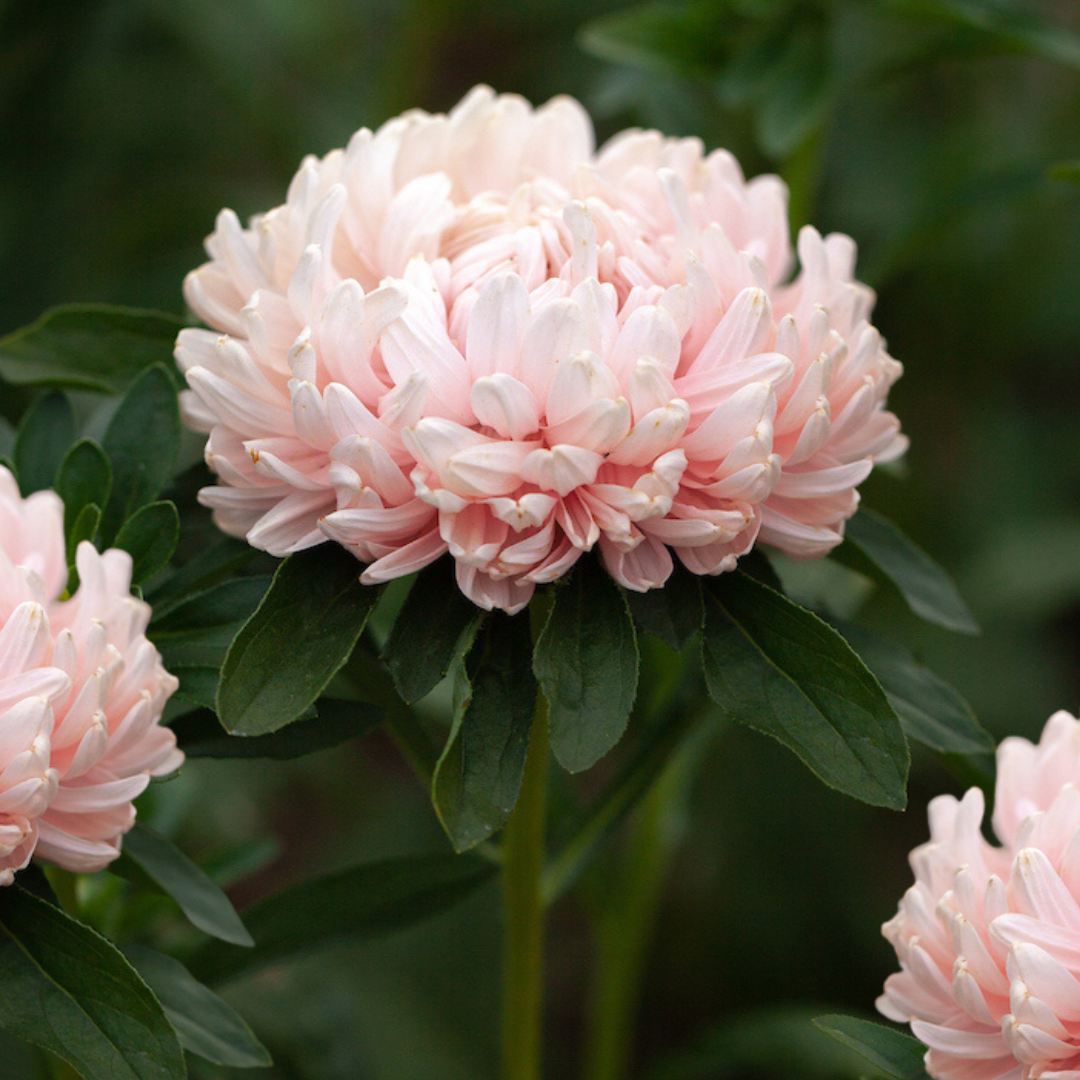 Pionaster - Apricot Chamois