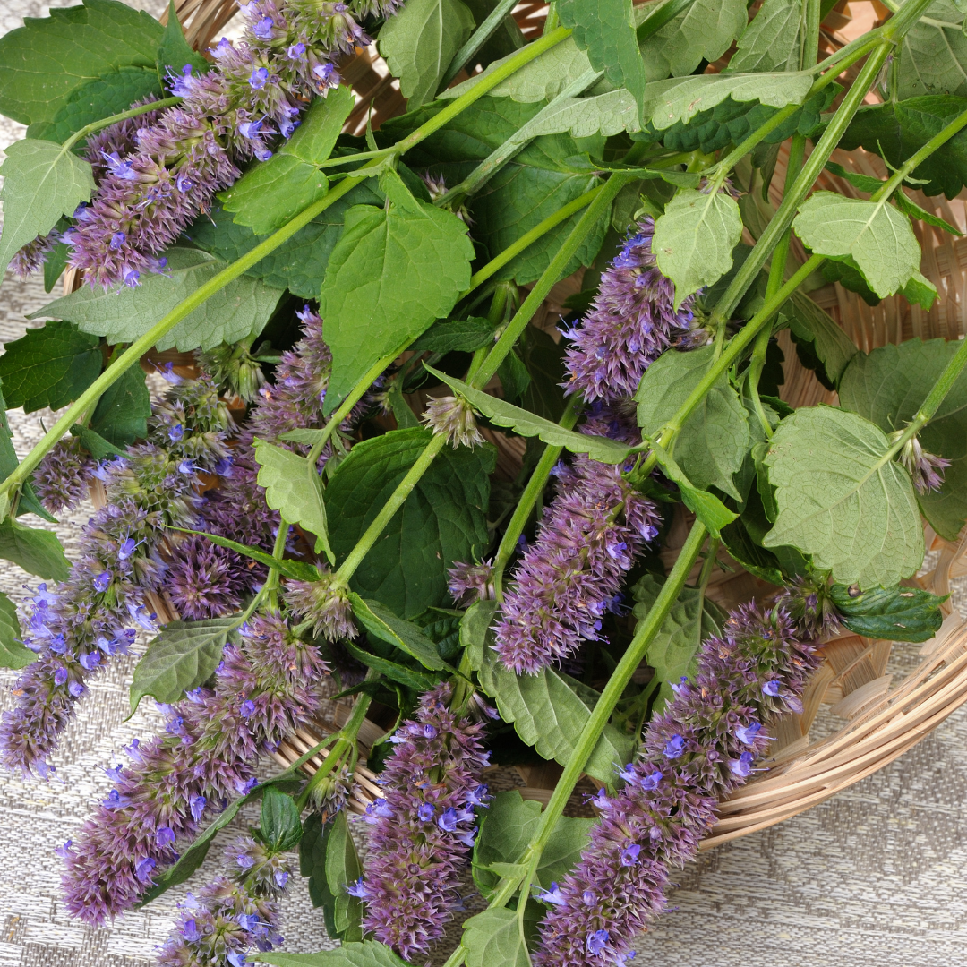 Koreansk Anisisop - Koreansk Mynta