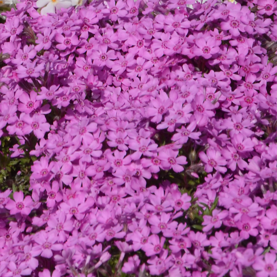 Aubrietia - Leichtlinii