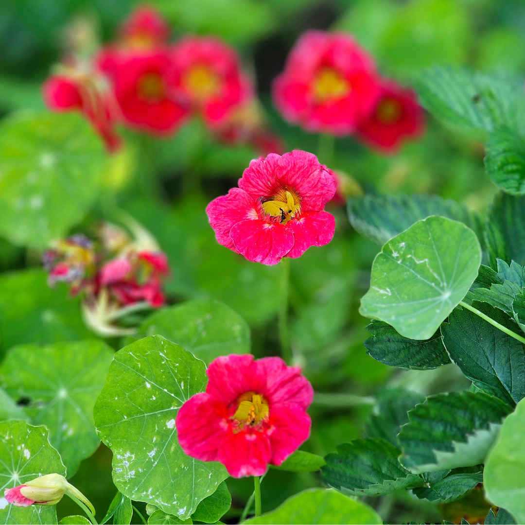 Buskkrasse - Cherry Rose - Indiakrasse