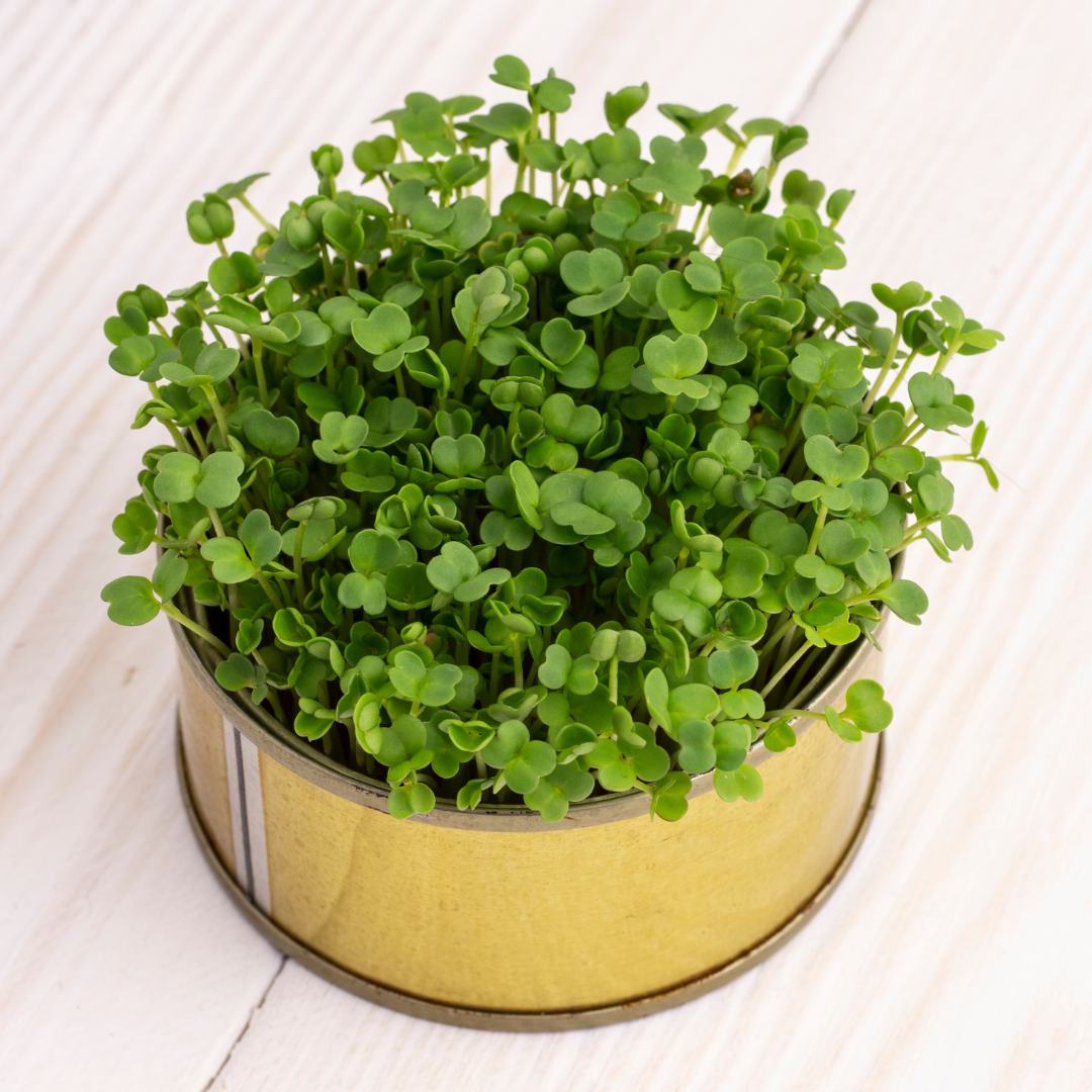 Ekologisk Microgreen - Ruccola