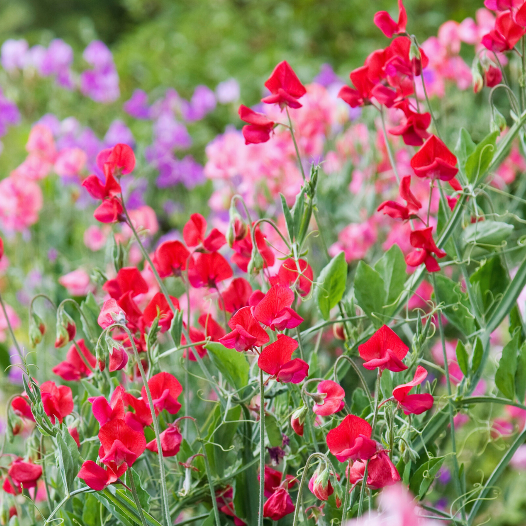 Luktärt - Cuthbertson Jimmy
