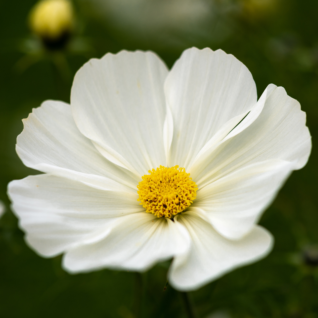 Rosenskära - Purity White