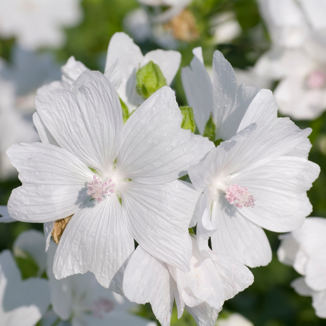 Myskmalva - Vit