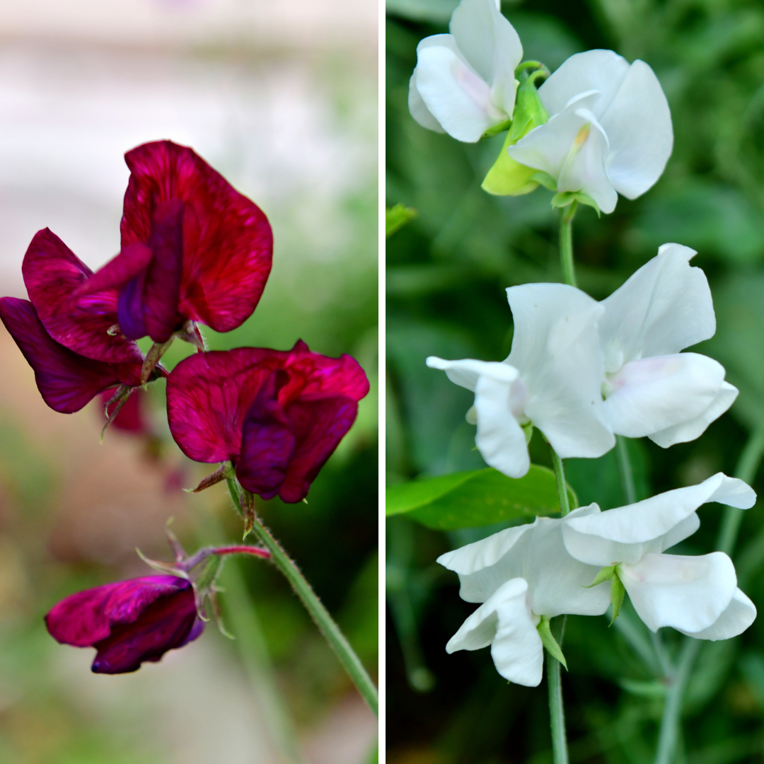 Luktärt - Night and Day