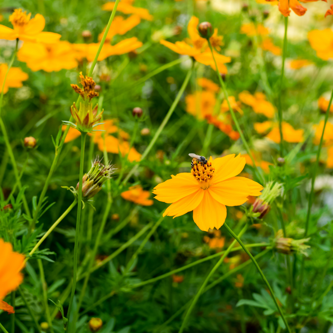 Erotik porno festivallar Tailand ayoli bilan porno