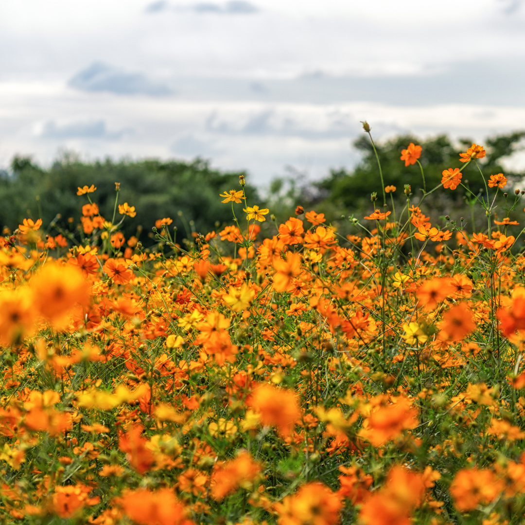 Juda yaxshi porno telekanallar Shohruh porno