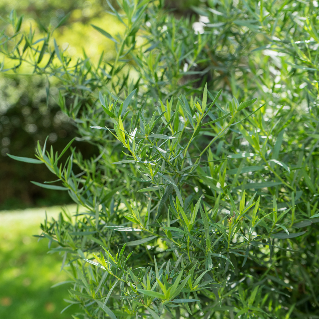 Rysk Dragon - Tarragon
