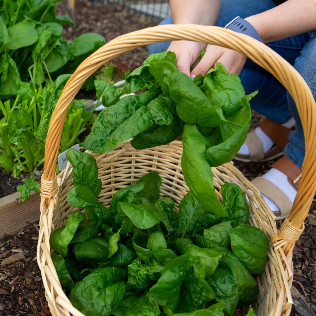 Spenat - Monstrueux de Viroflay