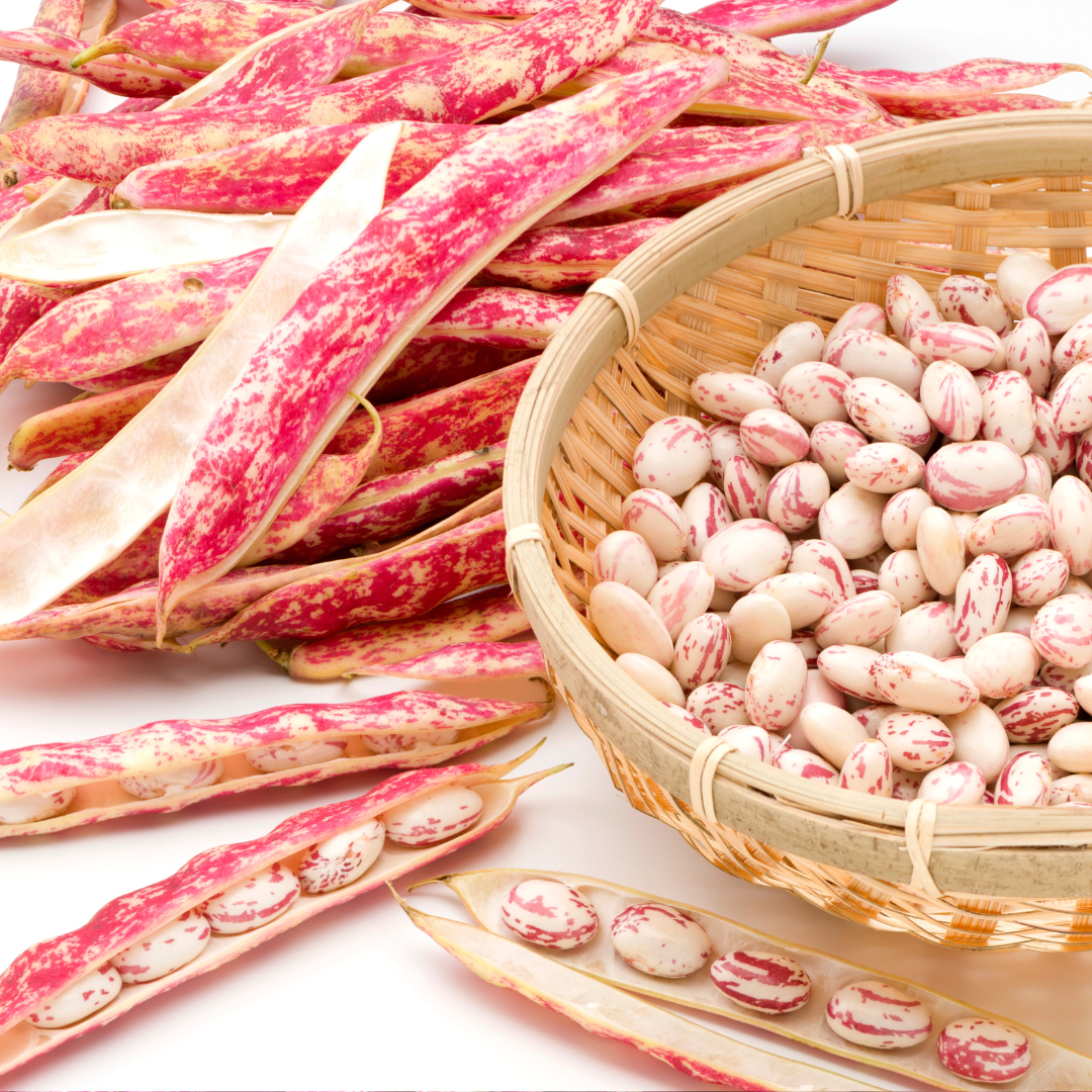 Borlottiböna - Lingua Fuoco 2