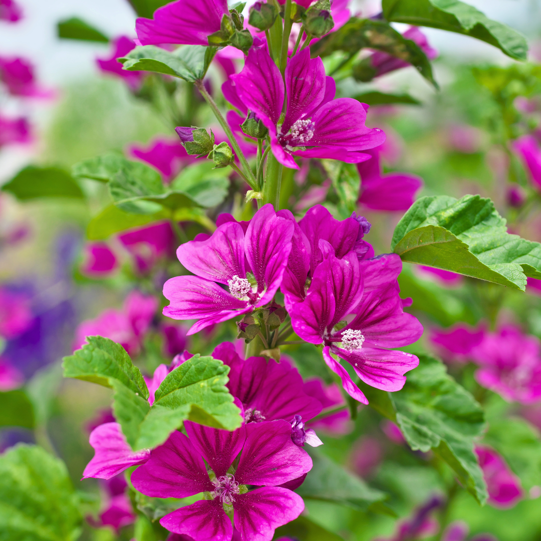 Praktmalva - Carmine Rose