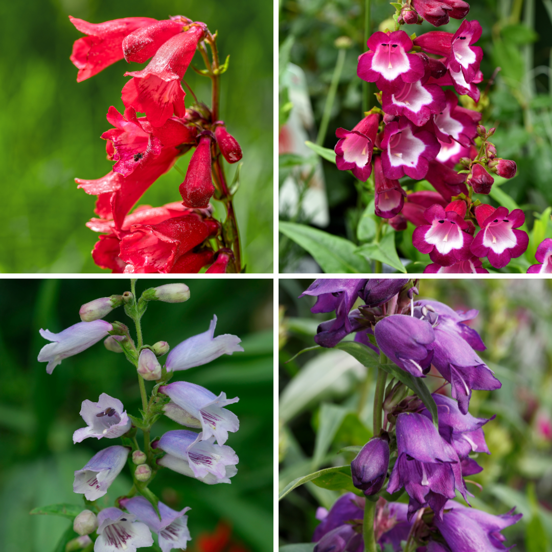 Höstskäggört - Sensation