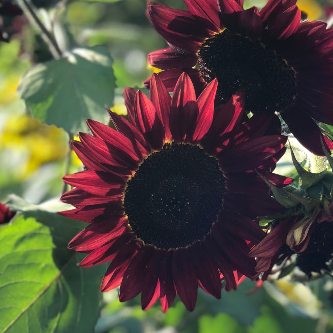 Purpursolros - Moulin Rouge