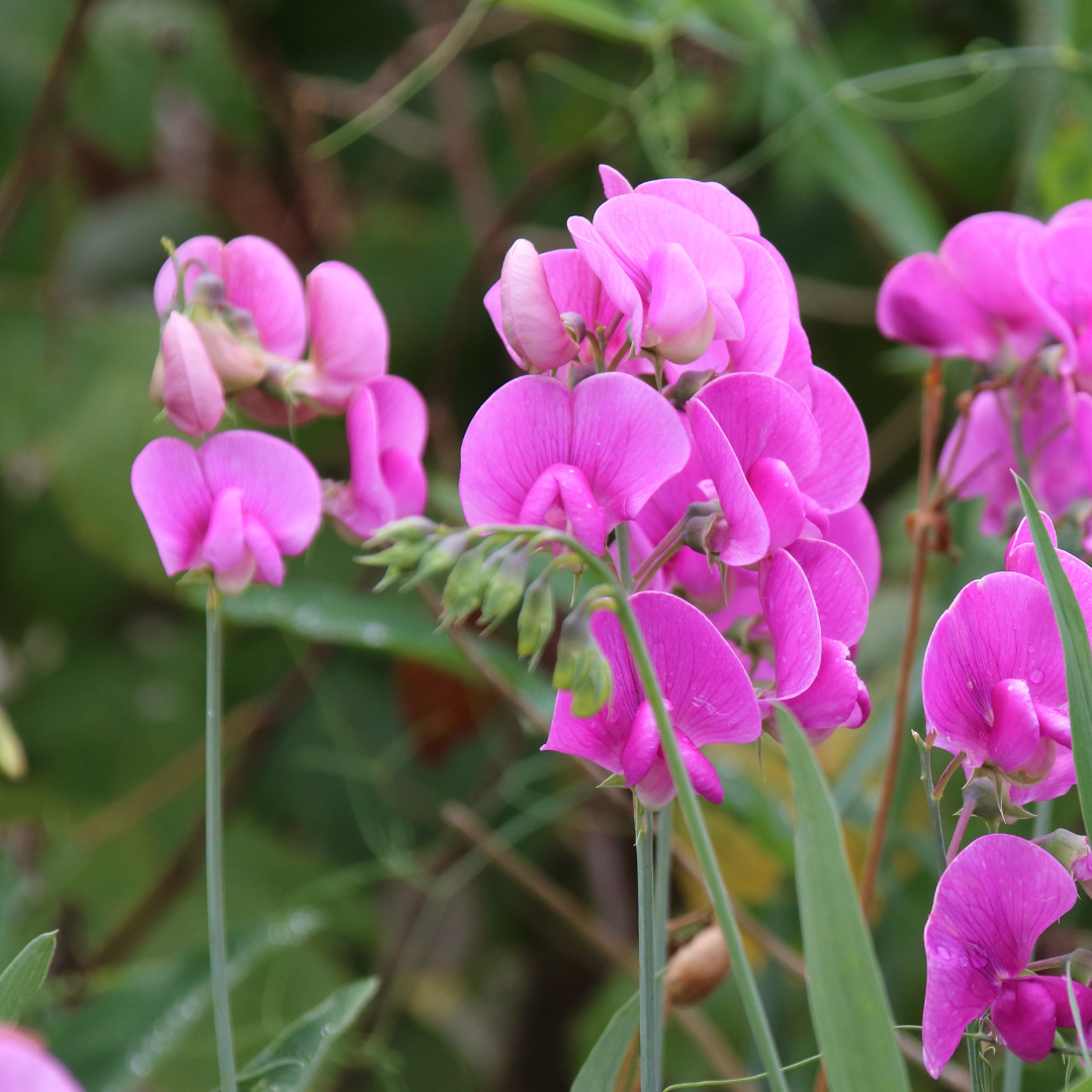 Rosenvial - Pink