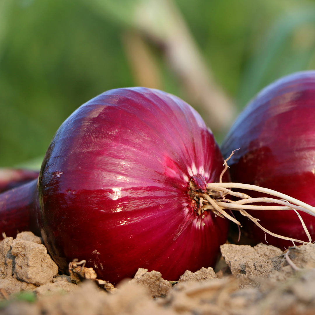 Röd Lök - Tropea Rossa Tonda