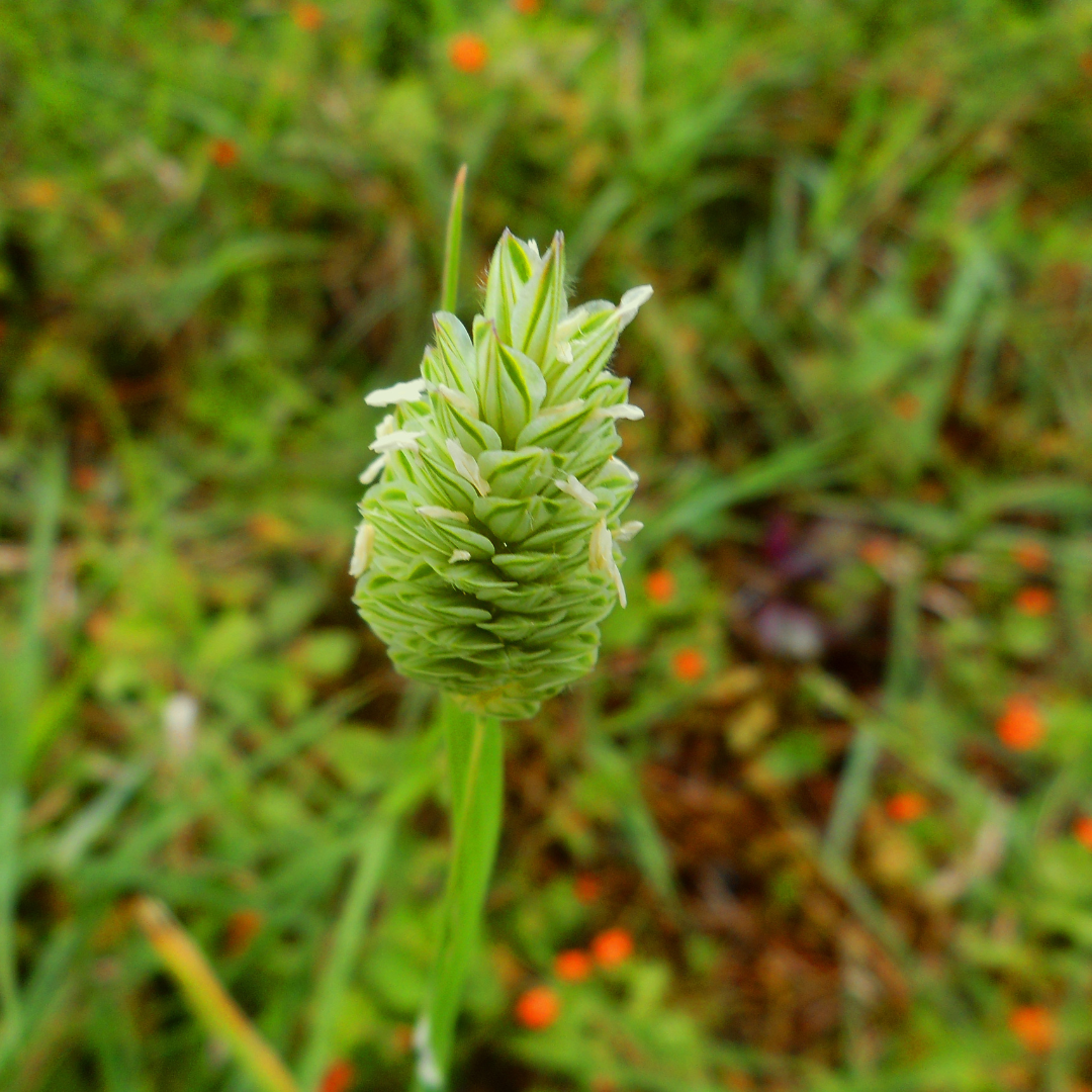 Kanariegräs - Canary Grass - 3