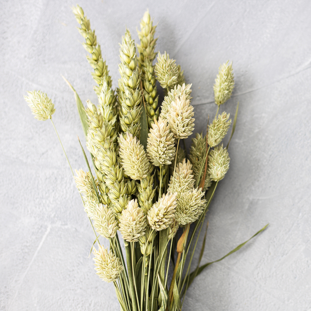 Kanariegräs - Canary Grass