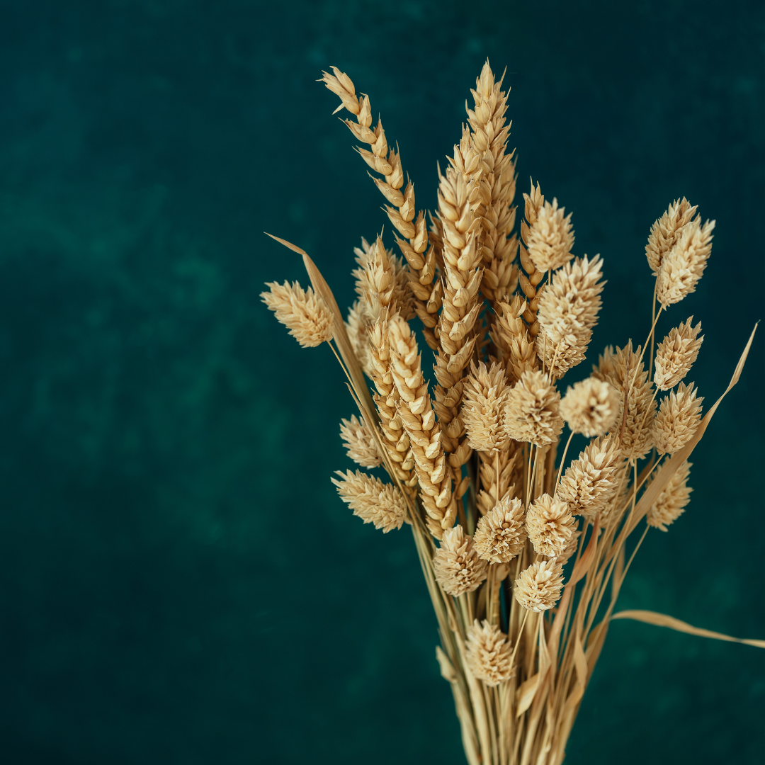 Kanariegräs - Canary Grass