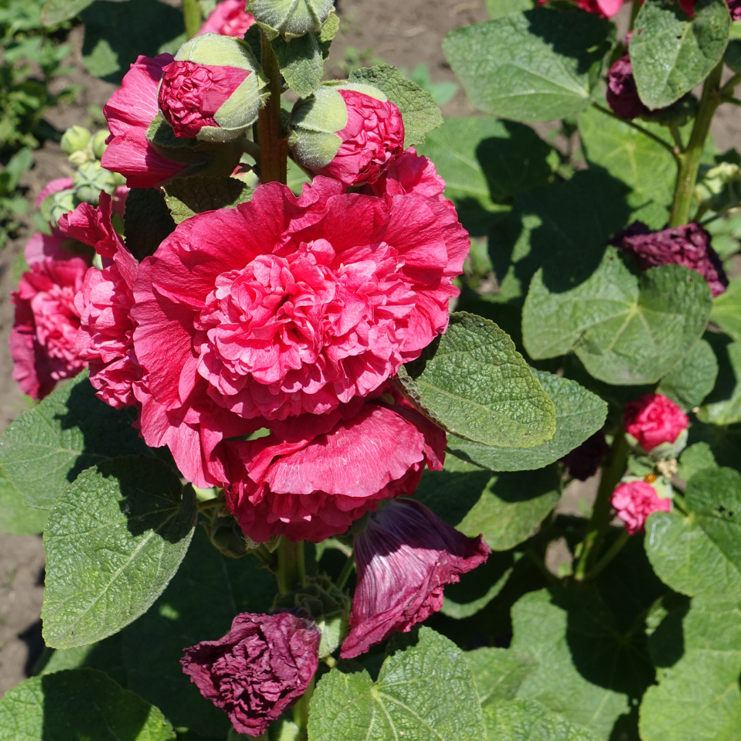 Stockros - Majorette Dark Rose