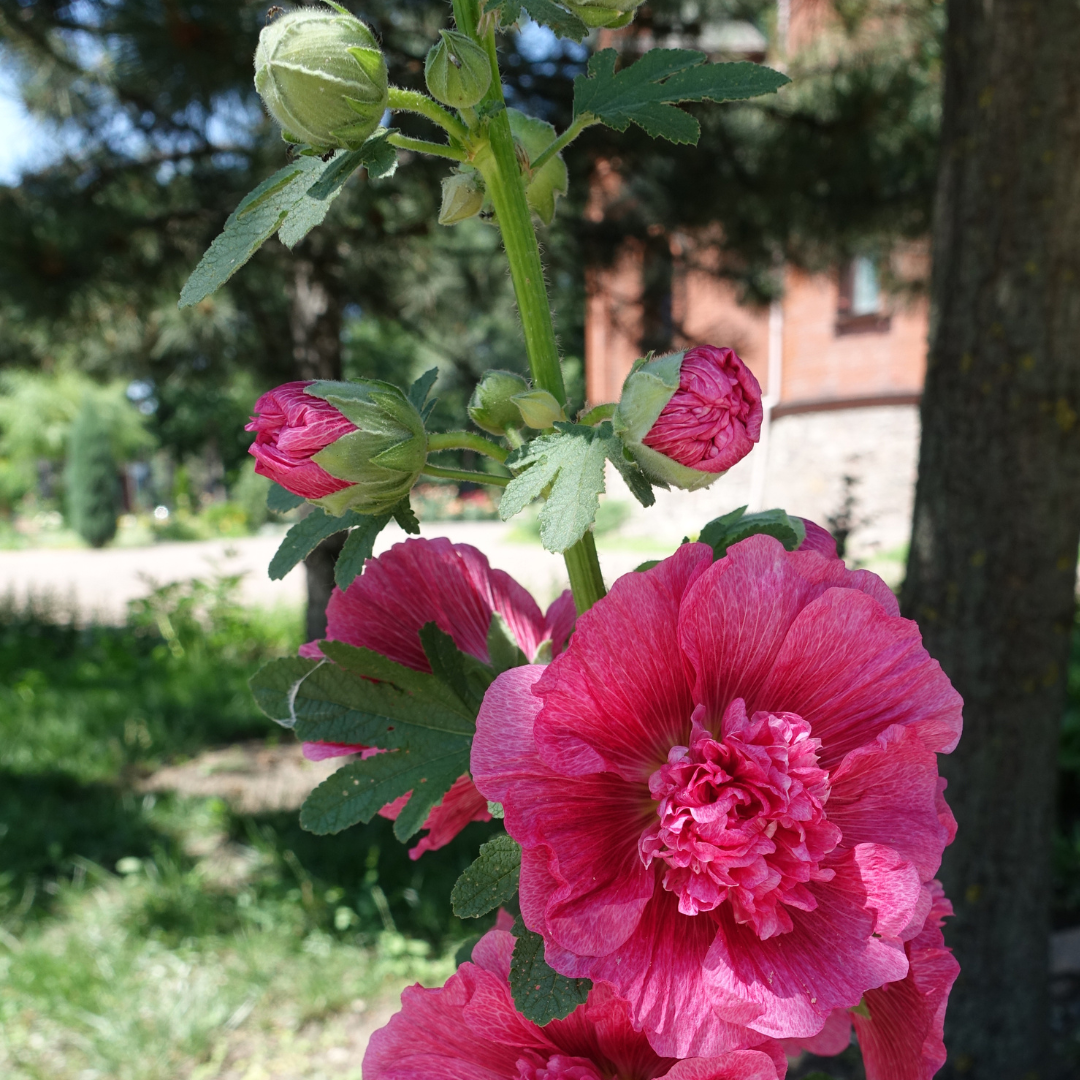 Stockros - Majorette Dark Rose