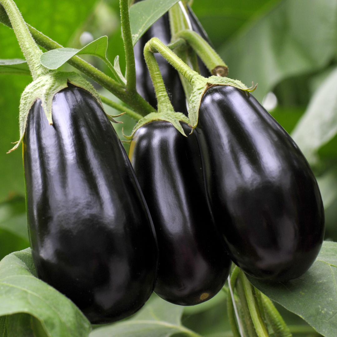 Aubergine - Black Beauty