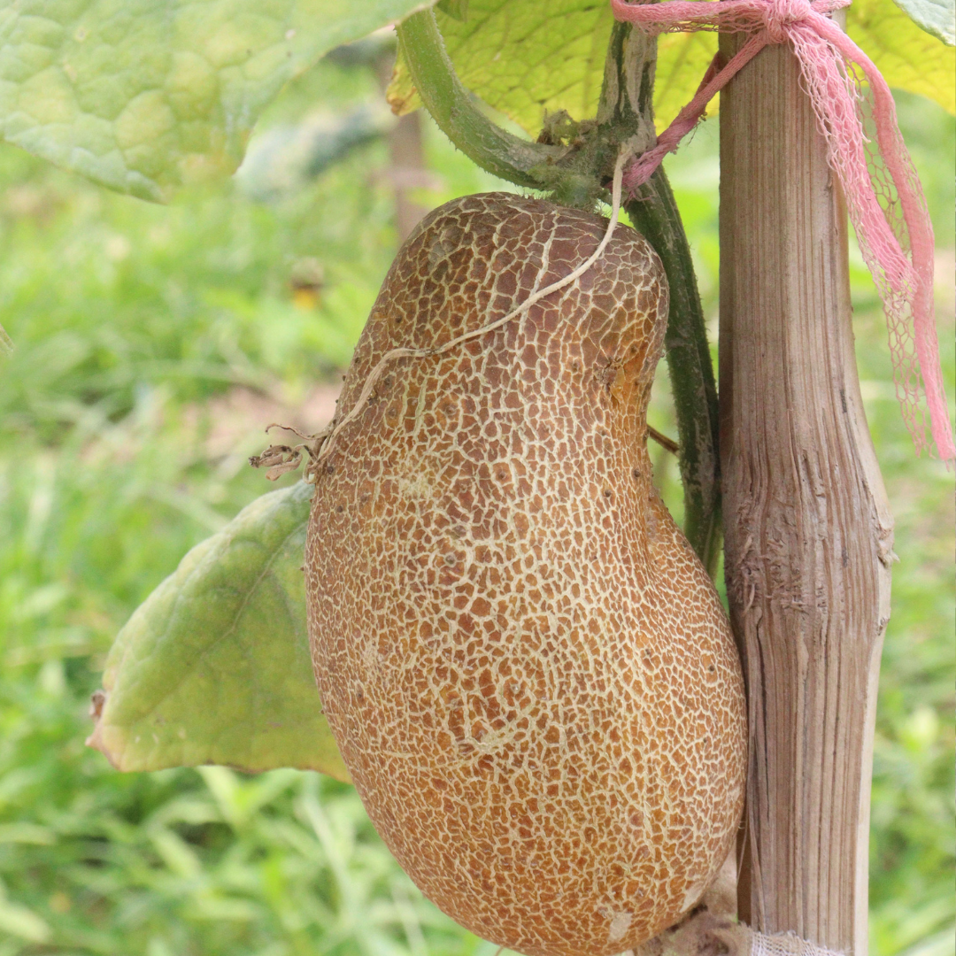 Sikkimgurka - Salome