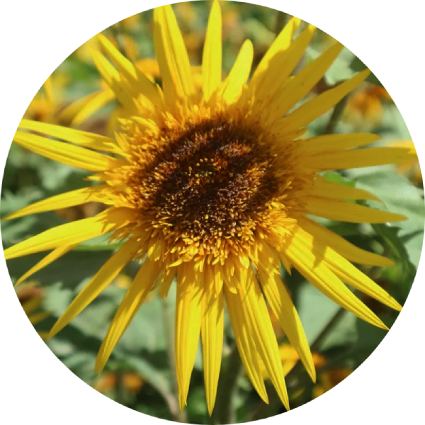 Solros - Double Bright Star