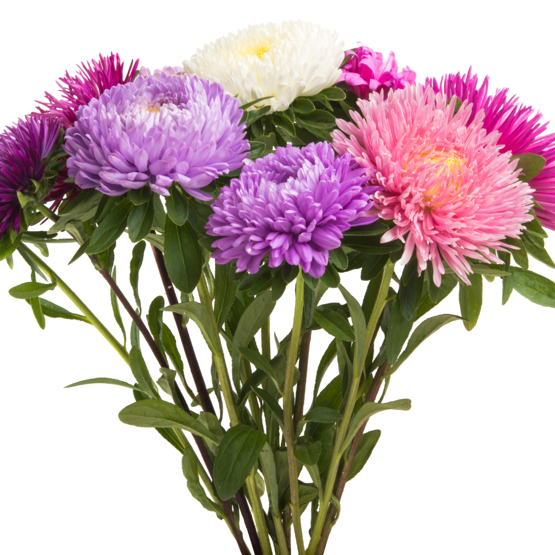 Sommaraster - Tall Bouquet Powderpuff Mix