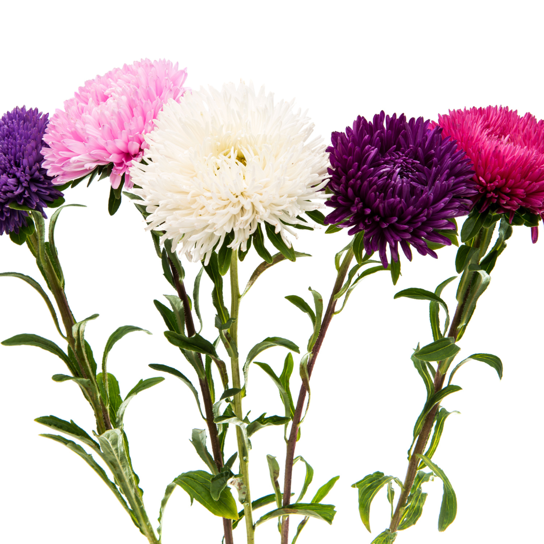 Sommaraster - Tall Bouquet Powderpuff Mix