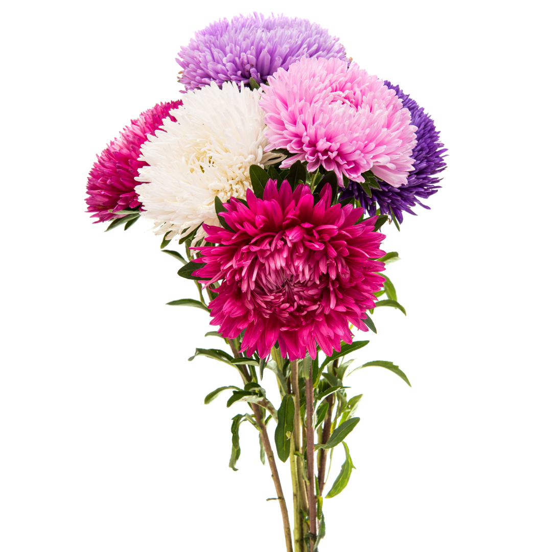 Sommaraster - Tall Bouquet Powderpuff Mix - 3