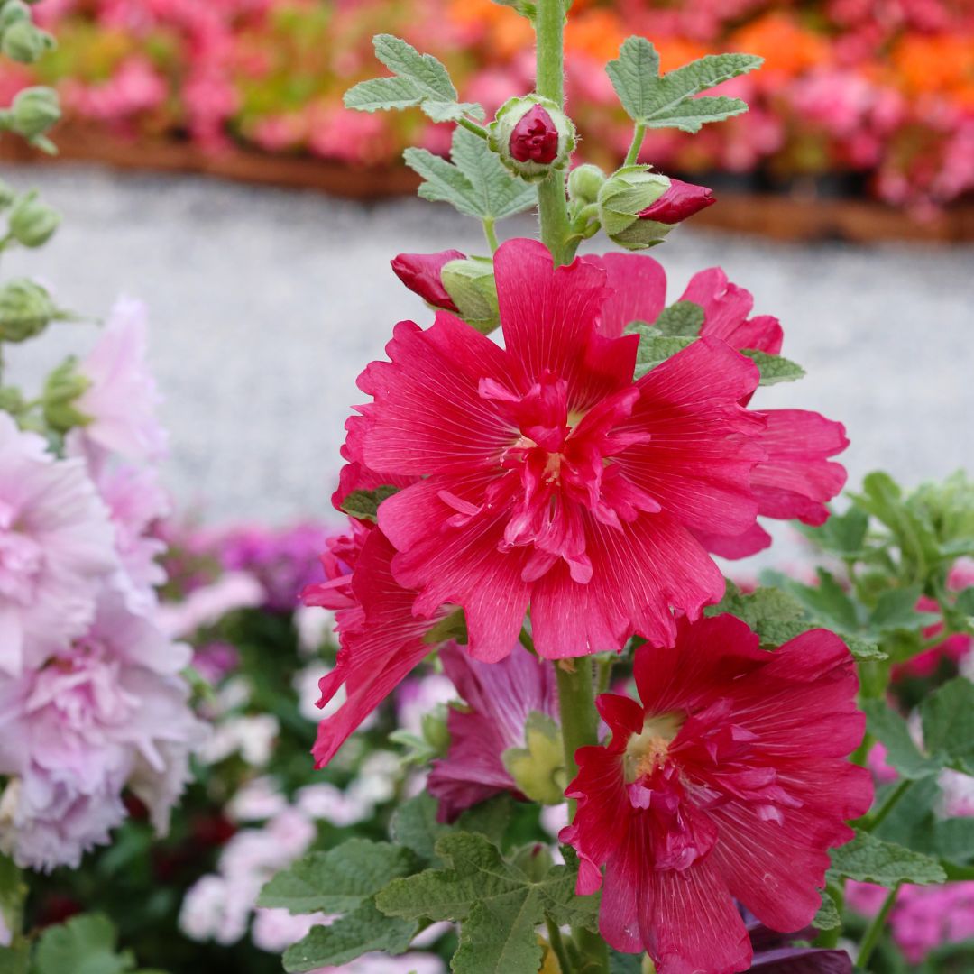 Dvärgstockros - Queeny Mix