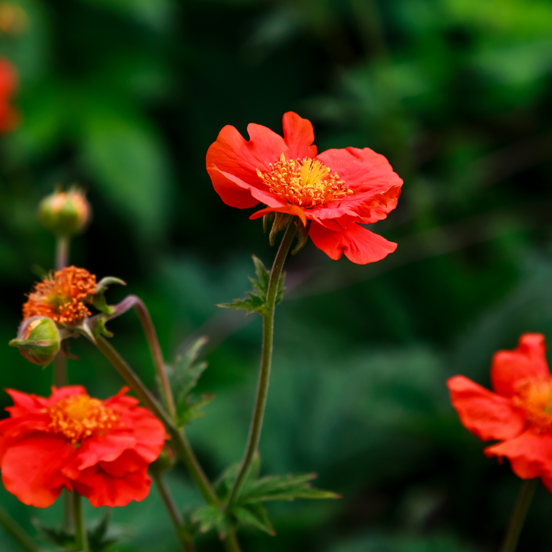 Praktnejlikrot - Mrs Bradshaw