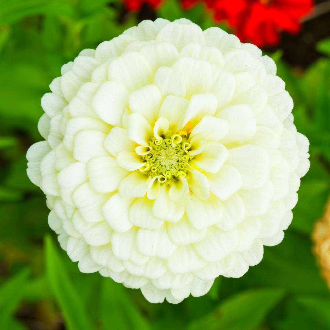 Zinnia - Giant Polar Bear